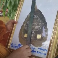 อัศจรรย์ใจ ใบโพธิ์ยักษ์ หายากนัก ในเมืองไทย