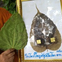 อัศจรรย์ใจ ใบโพธิ์ยักษ์ หายากนัก ในเมืองไทย