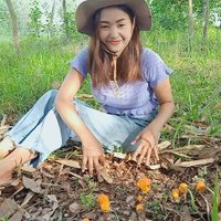 วิถีชาวบ้าน ปลูกต้นยางนา เห็ดระโงกผุดขึ้นใต้ต้น เก็บขายกิโลกรัมละ 300 บาท