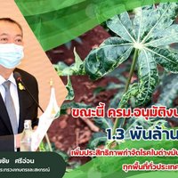 "เฉลิมชัย" สั่งเดินหน้าลุยปราบโรคใบด่างมันสำปะหลัง เน้นตัดวงจรและควบคุมพื้นที่ระบาด