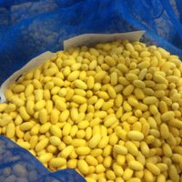 ซื้อขายรังไหมอุตสาหกรรมระบบเกษตรพันธสัญญาผ่านระบบออนไลน์