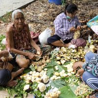 ตาวัย 82 ปี ยึดอาชีพปีนต้นตาล แข็งแรงเหมือนหนุ่มๆ