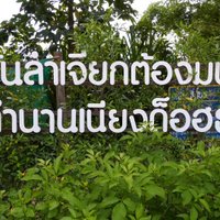 ต้นลำเจียกโบราณ  ออกดอกครั้งแรกในรอบ 1,300 ปี