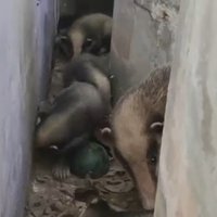 น่าเอ็นดู! แตกตื่นทั้งหมู่บ้าน เจอครอบครัวหมูหริ่งสัตว์หายาก