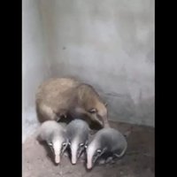 น่าเอ็นดู! แตกตื่นทั้งหมู่บ้าน เจอครอบครัวหมูหริ่งสัตว์หายาก