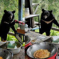 "น้องหมีควาย" อยากกินไข่เจียว ลงมาขอหน่อย