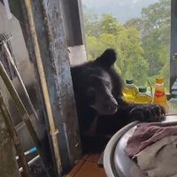 "น้องหมีควาย" อยากกินไข่เจียว ลงมาขอหน่อย