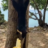 หาดูยาก! พญากระรอกดำ ที่อ่าวไร่เลย์