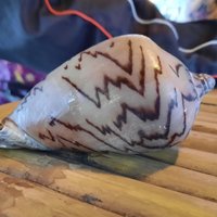 คตหอยโข่งอาบแสงจันทร์ให้โชค ถูกมาแล้วหลายงวด
