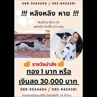 สุนัขหนูหาย ใครเจอแจ้งด่วน จ่าย 30,000 หรือทองคำ 1 บาท