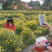 เที่ยวทุ่งดอกเก๊กฮวย รับลมหนาว  ลิ้มรสน้ำดอกเก๊กฮวยสดจากต้น