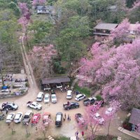 ดอกซากุระเมืองไทยบานสะพรั่ง รอรับนักท่องเที่ยว