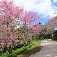 ดอกซากุระเมืองไทยบานสะพรั่ง รอรับนักท่องเที่ยว