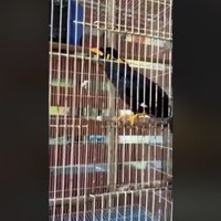 นกขุนทองใบ้เลขเด็ด โดนขู่ถ้าไม่ถูก จะโดนทอดกรอบซะเลย(มีคลิป)