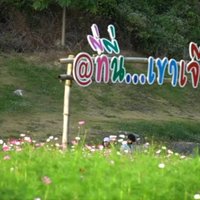 ทุ่งดอก 'คอสมอส' บานสะพรั่งสวยงาม ต้อนรับเดือนแห่งความรัก
