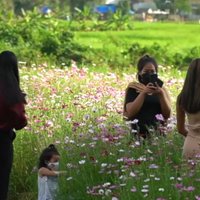 ทุ่งดอก 'คอสมอส' บานสะพรั่งสวยงาม ต้อนรับเดือนแห่งความรัก