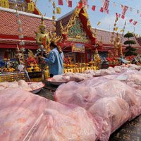 หัวหมูแพง ชาวบ้านถูกหวยเกือบครึ่งล้าน ขนไก่ 500 ตัว แก้บน ก่อนแจกชาวบ้าน