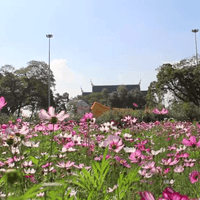 ชมทุ่งคอสมอส ไหว้พระนอนวัดอินทประมูล