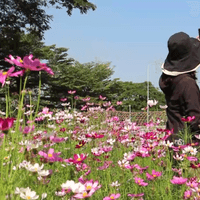 ชมทุ่งคอสมอส ไหว้พระนอนวัดอินทประมูล