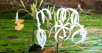 "ดอกพลับพลึงธาร" ราชินีแห่งสายน้ำบานสะพรั่งปลายฝนต้นหนาว