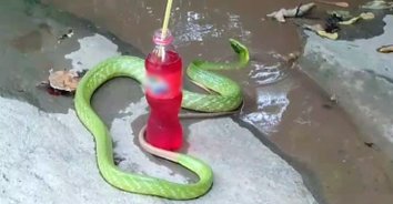 ชมชัดๆ งูเขียวร่ายรำเล่นน้ำ เชื่อเป็นลูกหลานพญานาค