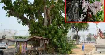 เลขเด็ด! สุดแปลกใบโพธิ์สีชมพู อายุกว่า 100 ปี แห่กราบขอโชคลาภ