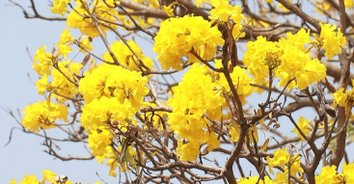 แวะเซลฟี่! ดอกเหลืองปรีดียาธร เฟื่องฟ้าบานรับหน้าร้อน