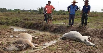 อสนีบาตฟาดปฐพี สูบธรณีลงหลุม! ฟ้าพิโรธผ่าวัวควาย ตายกลางทุ่งนา 2 ตัว