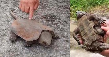 ไอ้ต้าวเต่า! พบเต่าปูลูใกล้สูญพันธ์ บนดอยสุเทพ