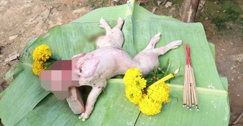 เลขเด็ด! ลูกหมูฝาแฝดประหลาด สองตัวหนึ่งหัว เซียนหวยแห่ขอโชค
