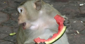พี่จ้อ ขอซ่า! เลี้ยงโต๊ะจีนลิงเทศกาลแปลกที่สุดในโลก ต้อนรับเปิดการประเทศ