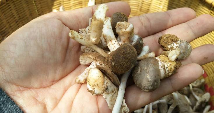 //s.isanook.com/ss/0/ud/0/601/mushroom.jpg