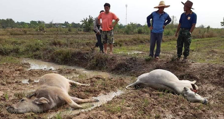 อสนีบาตฟาดปฐพี สูบธรณีลงหลุม! ฟ้าพิโรธผ่าวัวควาย ตายกลางทุ่งนา 2 ตัว