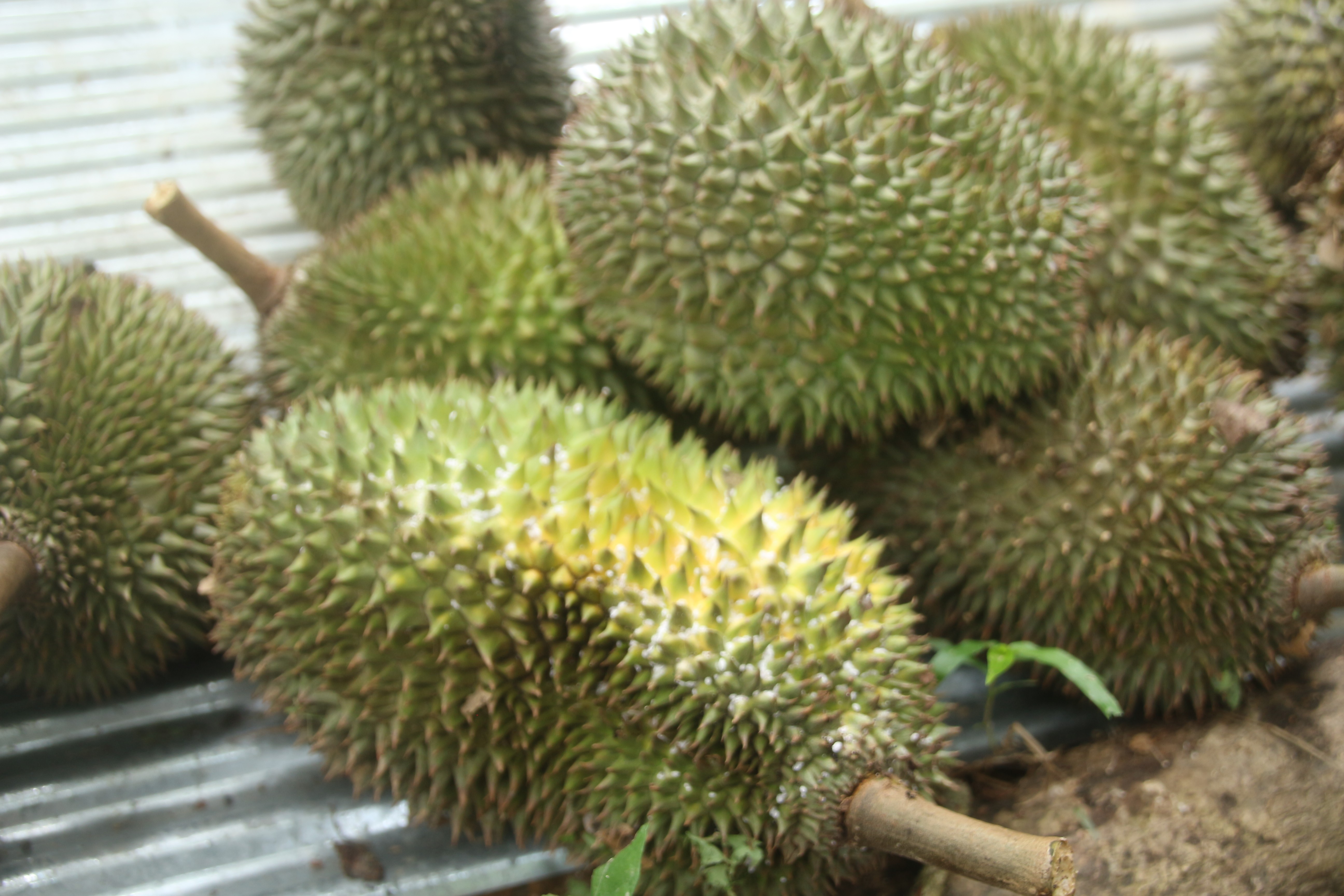 ชาวสวนทุเรียนรื้อฟื้นลุมโป๊ะ ทุเรียนกวนแบบโบราณยืดอายุ