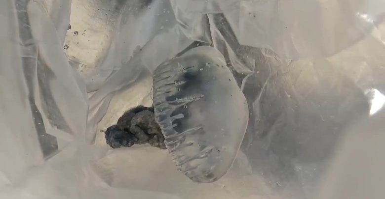 สวยอันตราย! ชายหาดสมิหลาอันตรายแมงกะพรุนพิษอาละวาด