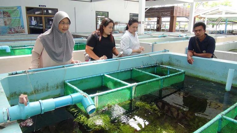 สุดเจ๋ง! นักวิชาการไทยสร้างปลานีโม่ ไร้ลวดลายได้สำเร็จ