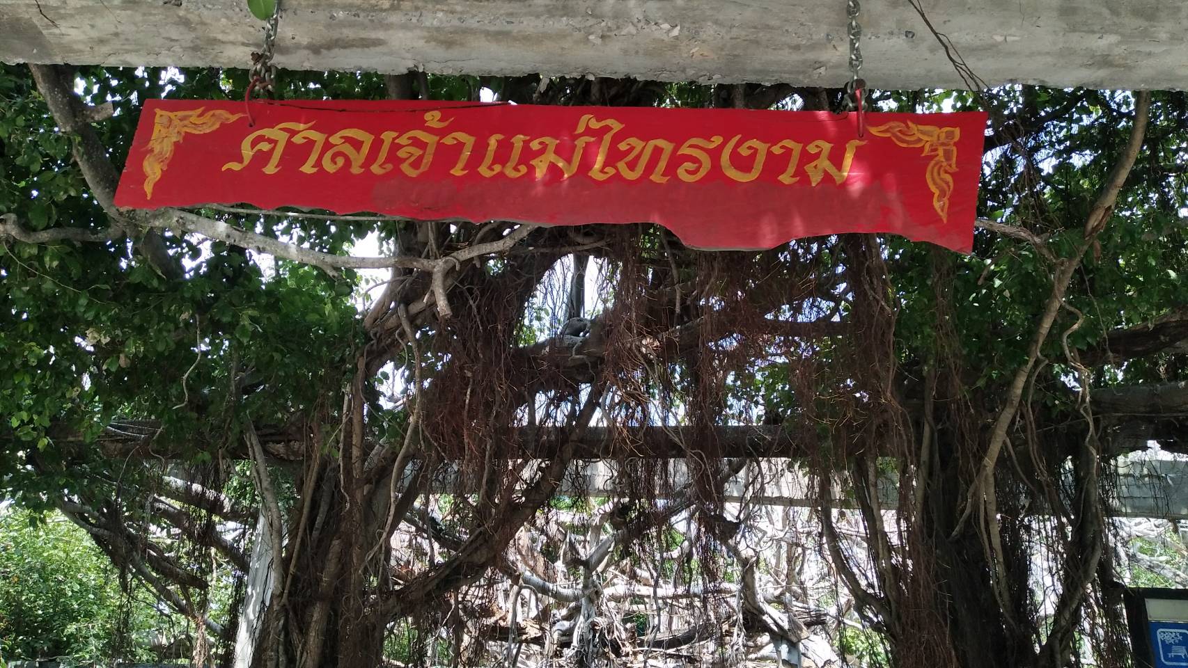 เลขเด็ด! แห่กราบไหว้ขอหวยเจ้าแม่ไทรงาม 350 ปี เผยเห็น 2 ตัว