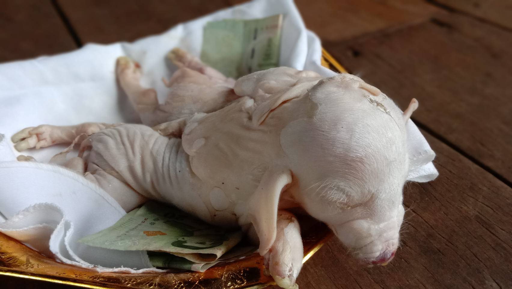เทวดาเข้าฝัน! ก่อนพบลูกหมูประหลาดมี 8 ขา เชื่อเป็นลูกหมูให้โชค