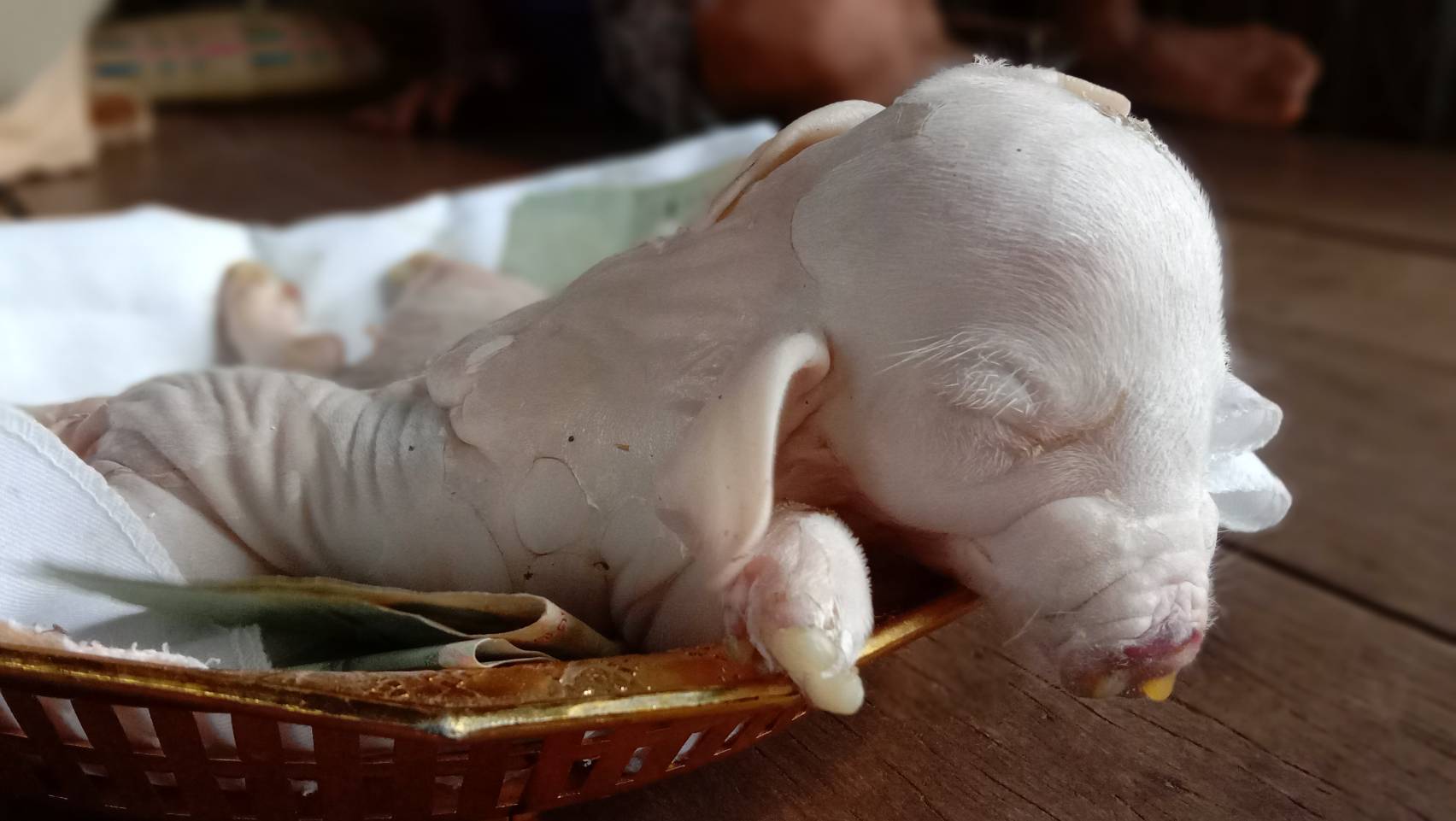 เทวดาเข้าฝัน! ก่อนพบลูกหมูประหลาดมี 8 ขา เชื่อเป็นลูกหมูให้โชค