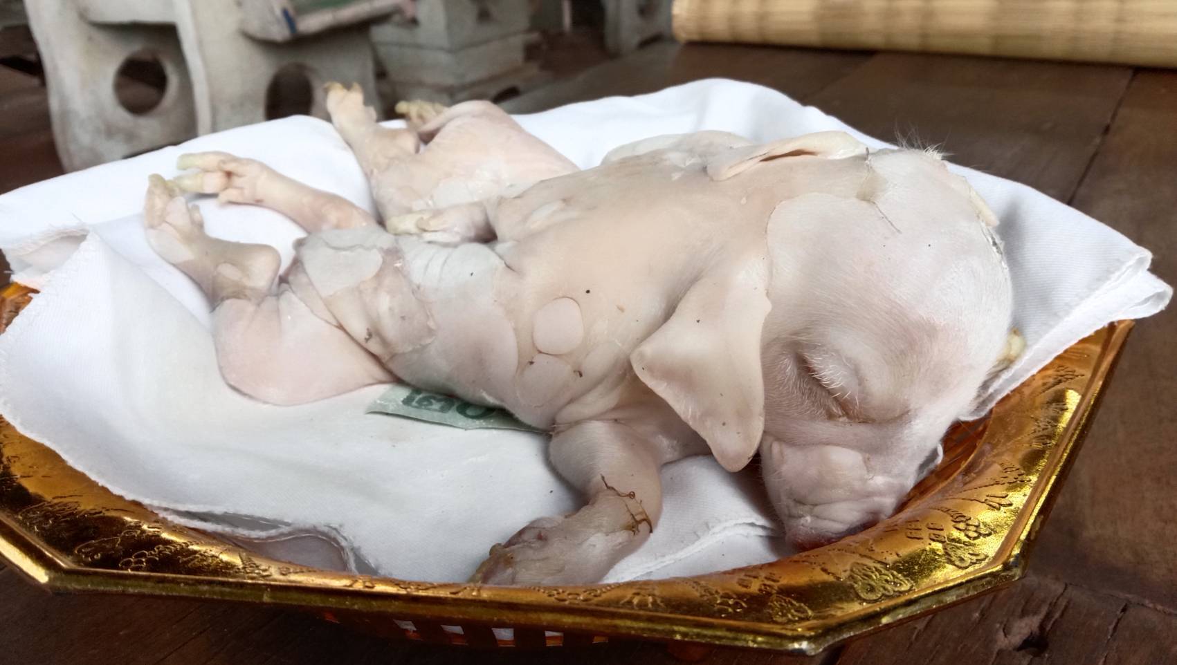 เทวดาเข้าฝัน! ก่อนพบลูกหมูประหลาดมี 8 ขา เชื่อเป็นลูกหมูให้โชค