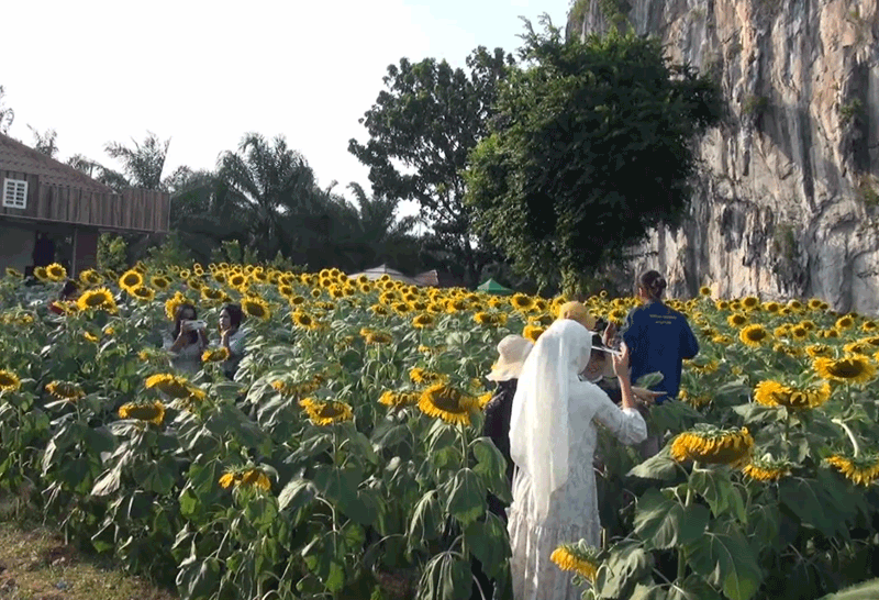 ทุ่งทานตะวันกลาง หุบเขาทะนาน