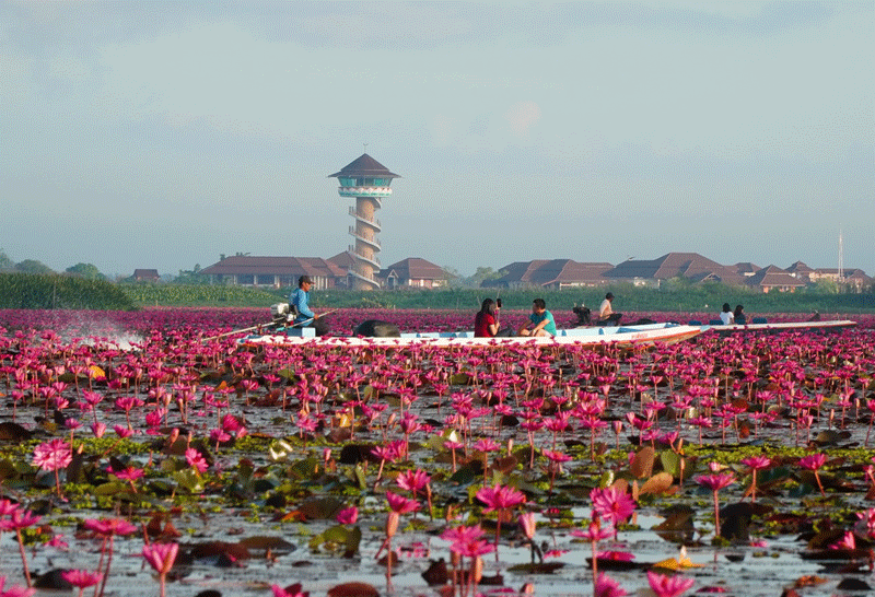 ล่องเรือชมดอกบัวแดงบานสะพรั่ง คุ้งน้ำทะเลน้อย