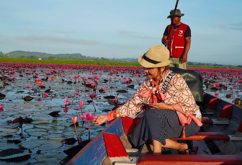 ล่องเรือชมดอกบัวแดงบานสะพรั่ง คุ้งน้ำทะเลน้อย