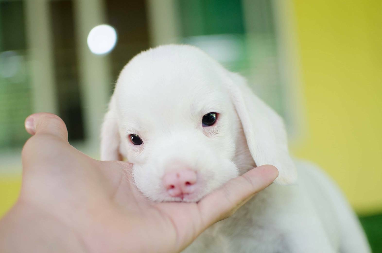 น้องน่ารัก! บีเกิลสุนัขเผือกตัวเเรกของไทย ดังไกลทั่วโลก