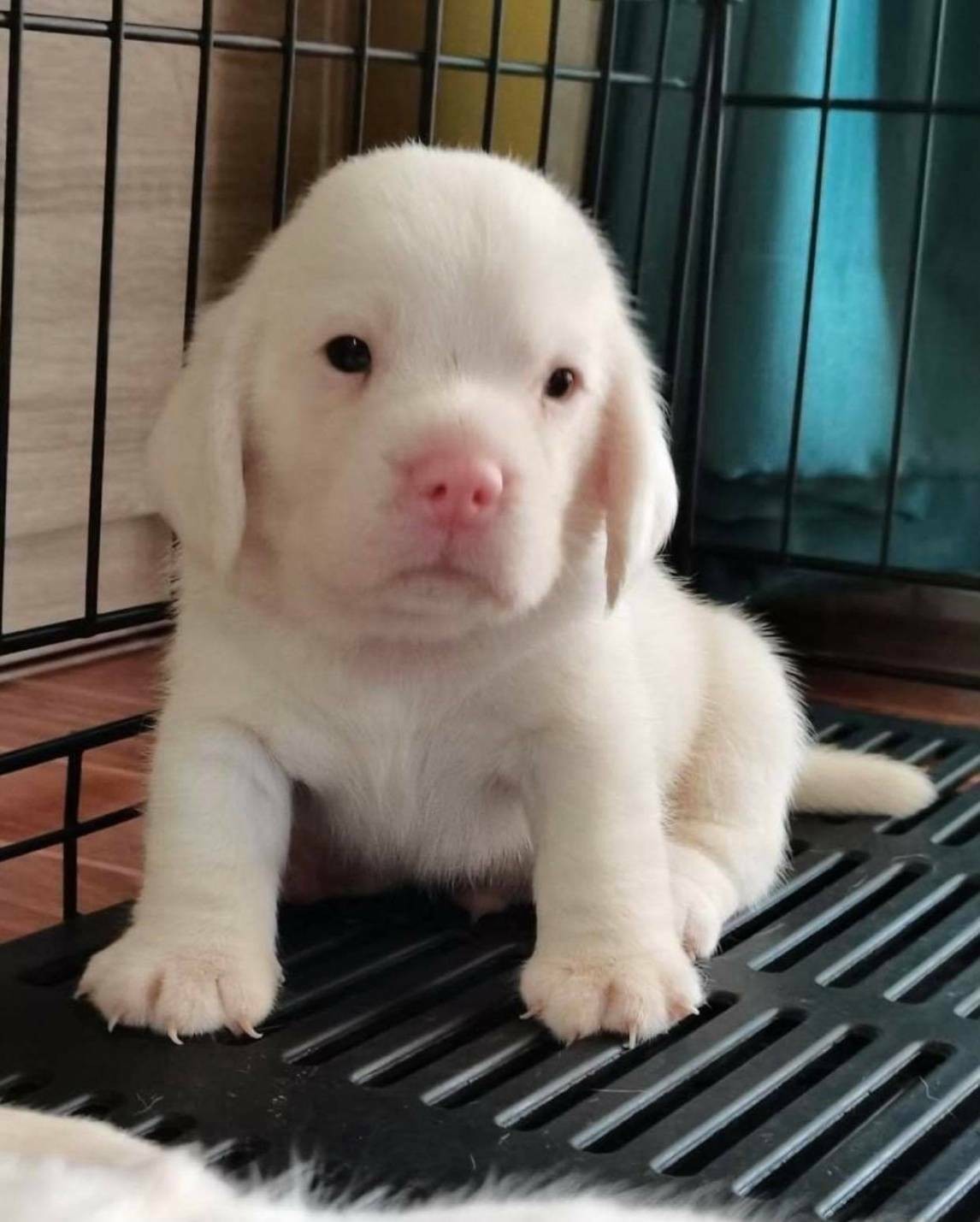 น้องน่ารัก! บีเกิลสุนัขเผือกตัวเเรกของไทย ดังไกลทั่วโลก