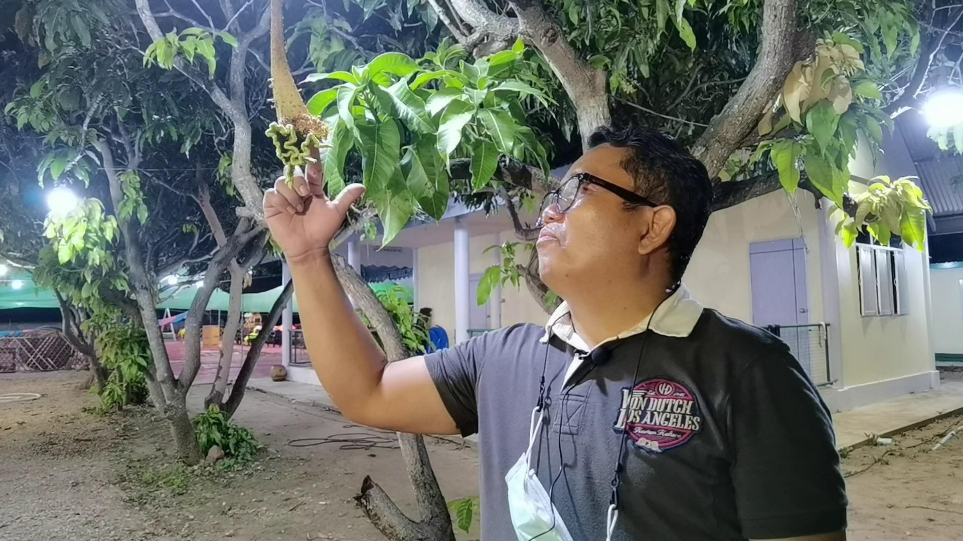 โชคมารวย! ต้นมะม่วงประหลาด ออกดอกเป็นงวงช้าง ปลายเป็นดอกหงอนไก่