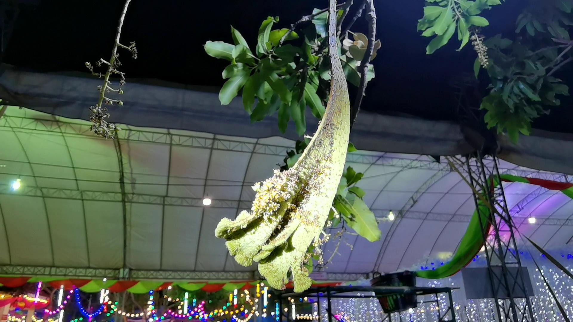 โชคมารวย! ต้นมะม่วงประหลาด ออกดอกเป็นงวงช้าง ปลายเป็นดอกหงอนไก่