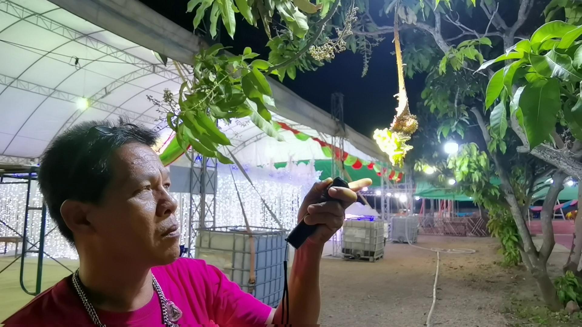 โชคมารวย! ต้นมะม่วงประหลาด ออกดอกเป็นงวงช้าง ปลายเป็นดอกหงอนไก่