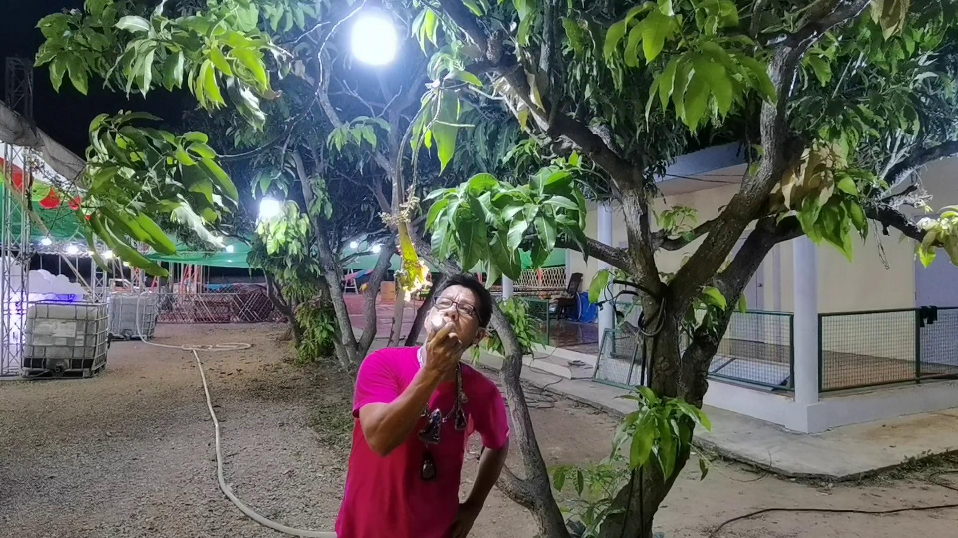 โชคมารวย! ต้นมะม่วงประหลาด ออกดอกเป็นงวงช้าง ปลายเป็นดอกหงอนไก่