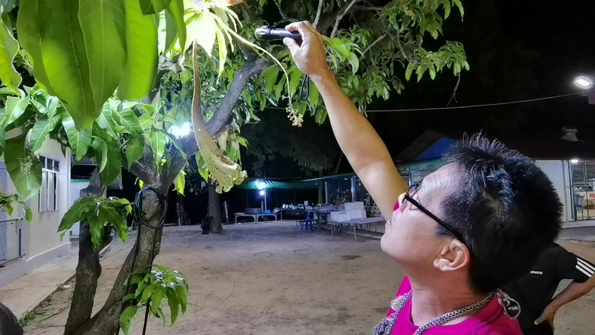 โชคมารวย! ต้นมะม่วงประหลาด ออกดอกเป็นงวงช้าง ปลายเป็นดอกหงอนไก่